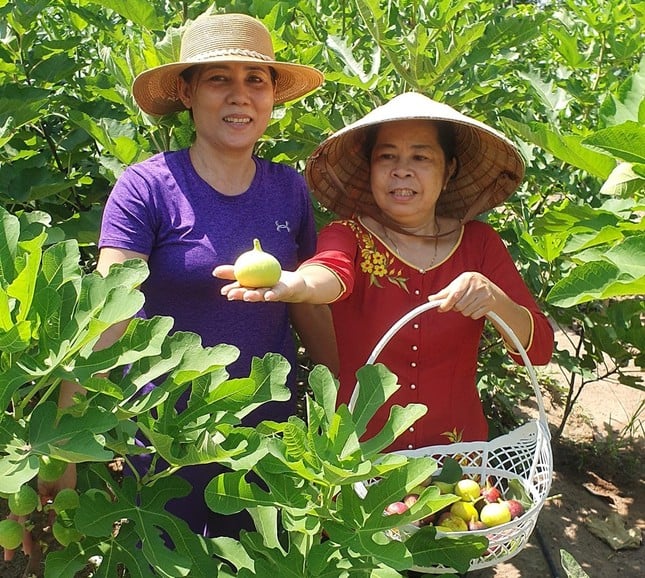 Close-up kebun buah 'unik' di Binh Duong foto 7