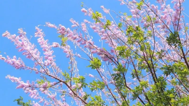 ดอกโดไมมีมีฤดูกาลที่สวยงามที่สุดของปีในจังหวัดบ่าเรีย-หวุงเต่า