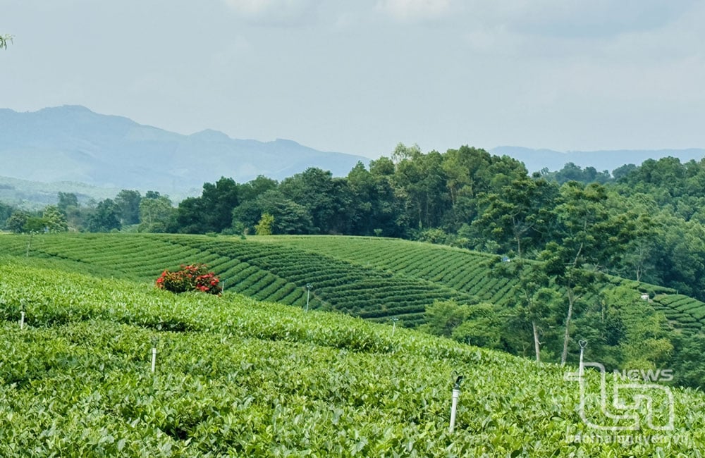 Eine Ecke des Teehügels im Weiler Cau Da, Gemeinde Hoang Nong (Dai Tu).