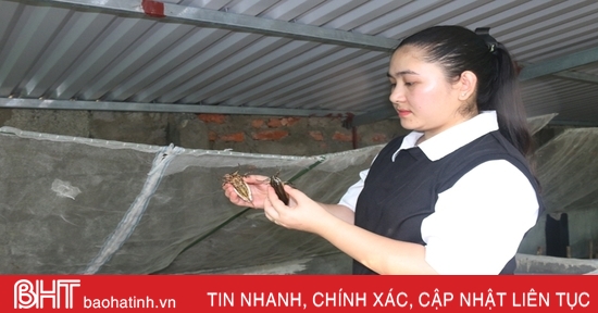 Độc lạ nuôi loài cà cuống ở Hà Tĩnh, giá cả trăm nghìn một cặp