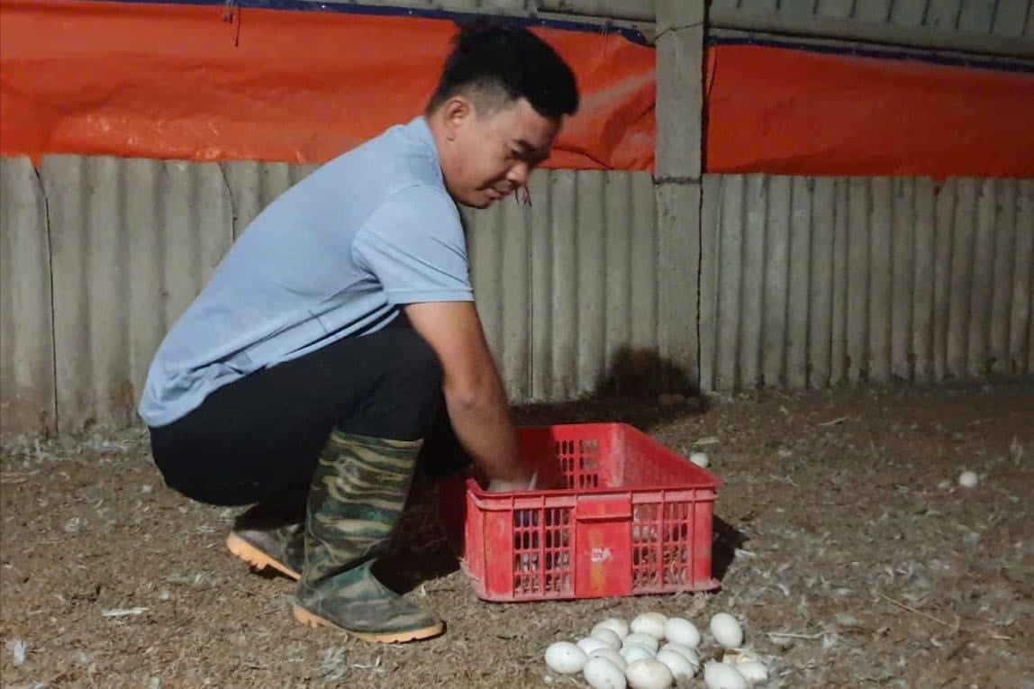 Le président de l'Association des agriculteurs de la commune de Gia Xuyen (ville de Hai Duong) est doué en production et en affaires.