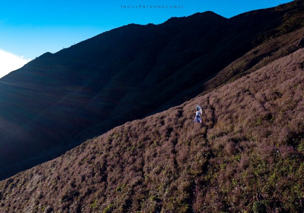 Dọc theo cung đường trekking lên đỉnh, du khách sẽ được chiêm ngưỡng những thảm hoa rực rỡ dưới nắng sớm, tạo nên khung cảnh thiên nhiên tuyệt đẹp.