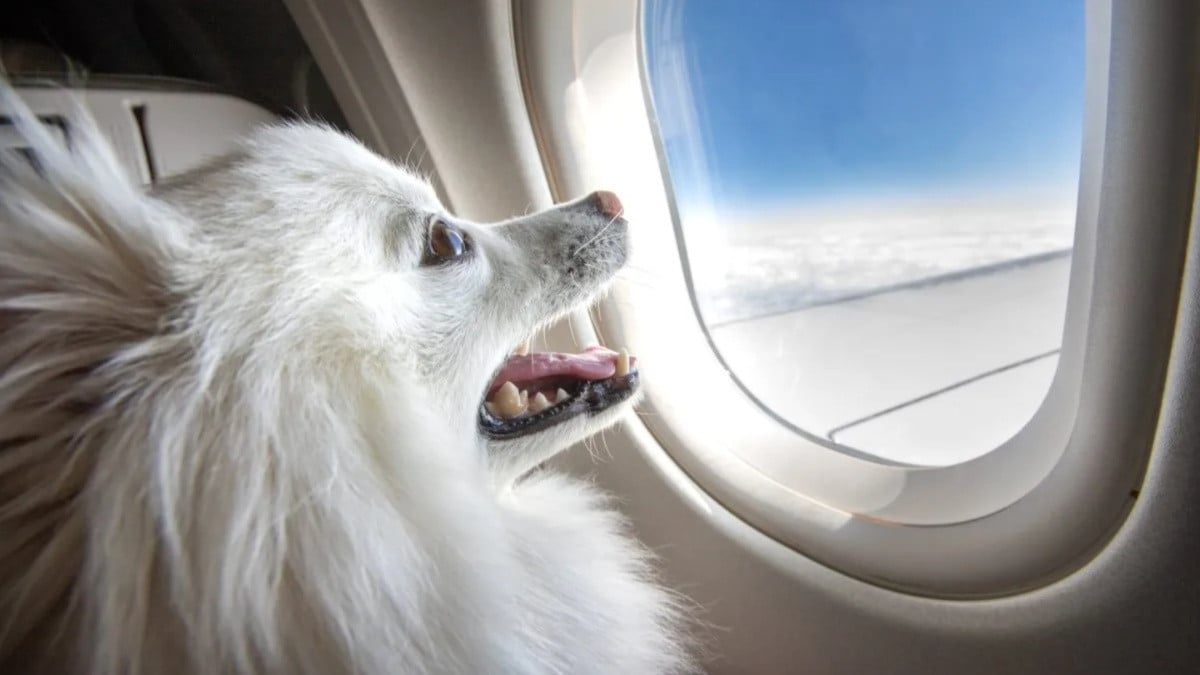 A punto de llevar a tu perro en su primer vuelo de viaje