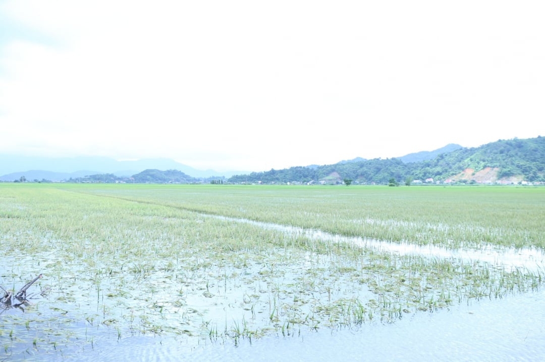 Summer-autumn rice crop 2023 in Buon Tria commune was flooded.