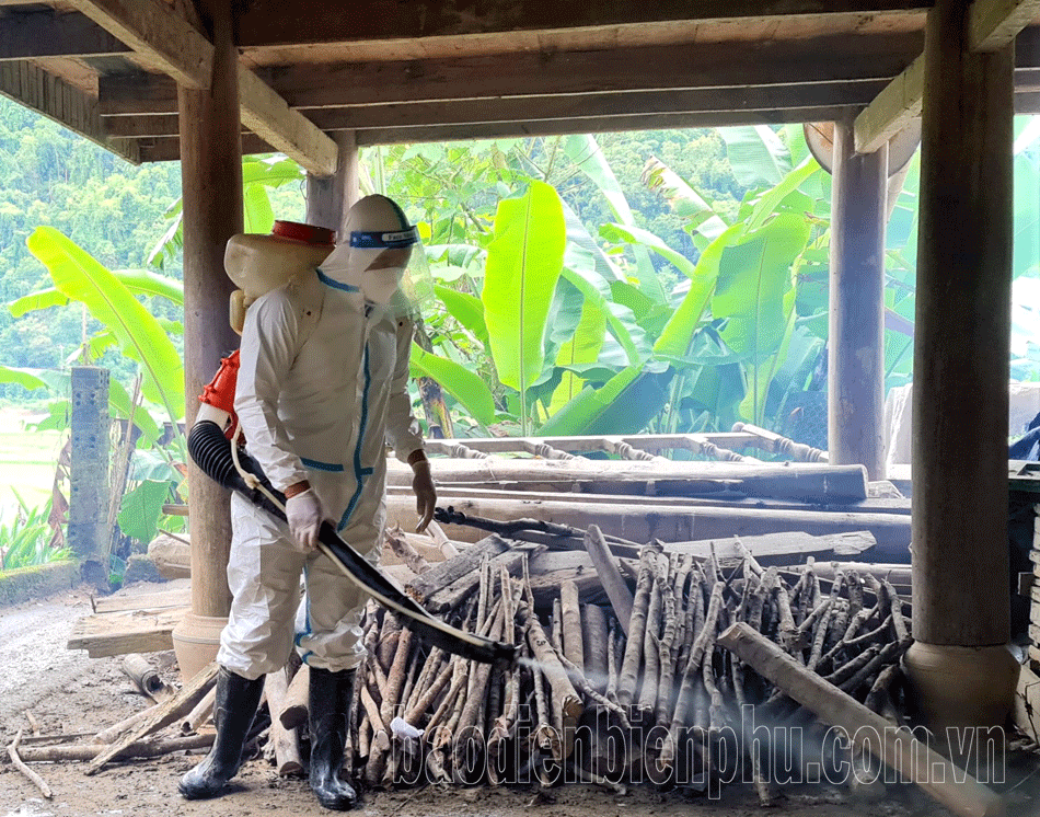 Ngăn chặn dịch tả lợn châu Phi bùng phát