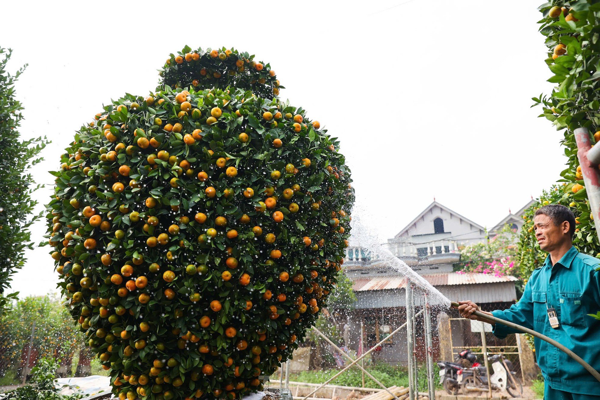 ก่อนเทศกาลตรุษจีน ส้ม ‘แจกันนำโชค’ ยักษ์ มูลค่าหลายสิบล้านดอง ขายหมดเกลี้ยง ภาพที่ 6