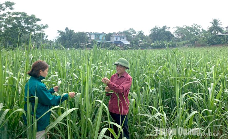 Cơ cấu lại ngành Nông nghiệp: Cơ hội và thách thức - Bài 2: Thách thức đặt ra