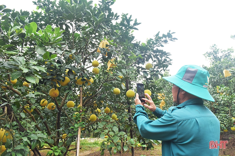 Nhờ chuyển đổi số, bưởi Phúc Trạch bán “rần rần” trên mạng