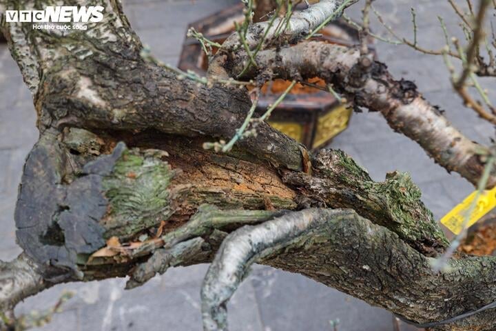 Les anciens pêchers forestiers de Son La rivalisent pour montrer leurs formes à Hanoi, au prix de centaines de millions de VND/arbre - 10