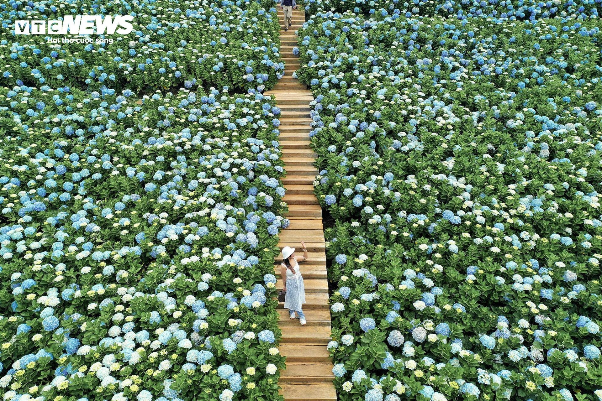 Fascinado por el campo de hortensias de 3.000 m2 en Da Lat, tan hermoso como un cuento de hadas - 2