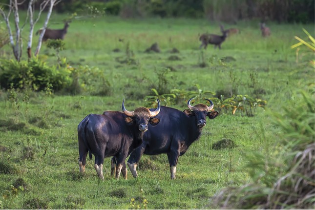 La belleza de la naturaleza a través de la exposición fotográfica de aves y animales salvajes vietnamitas 2024 foto 10