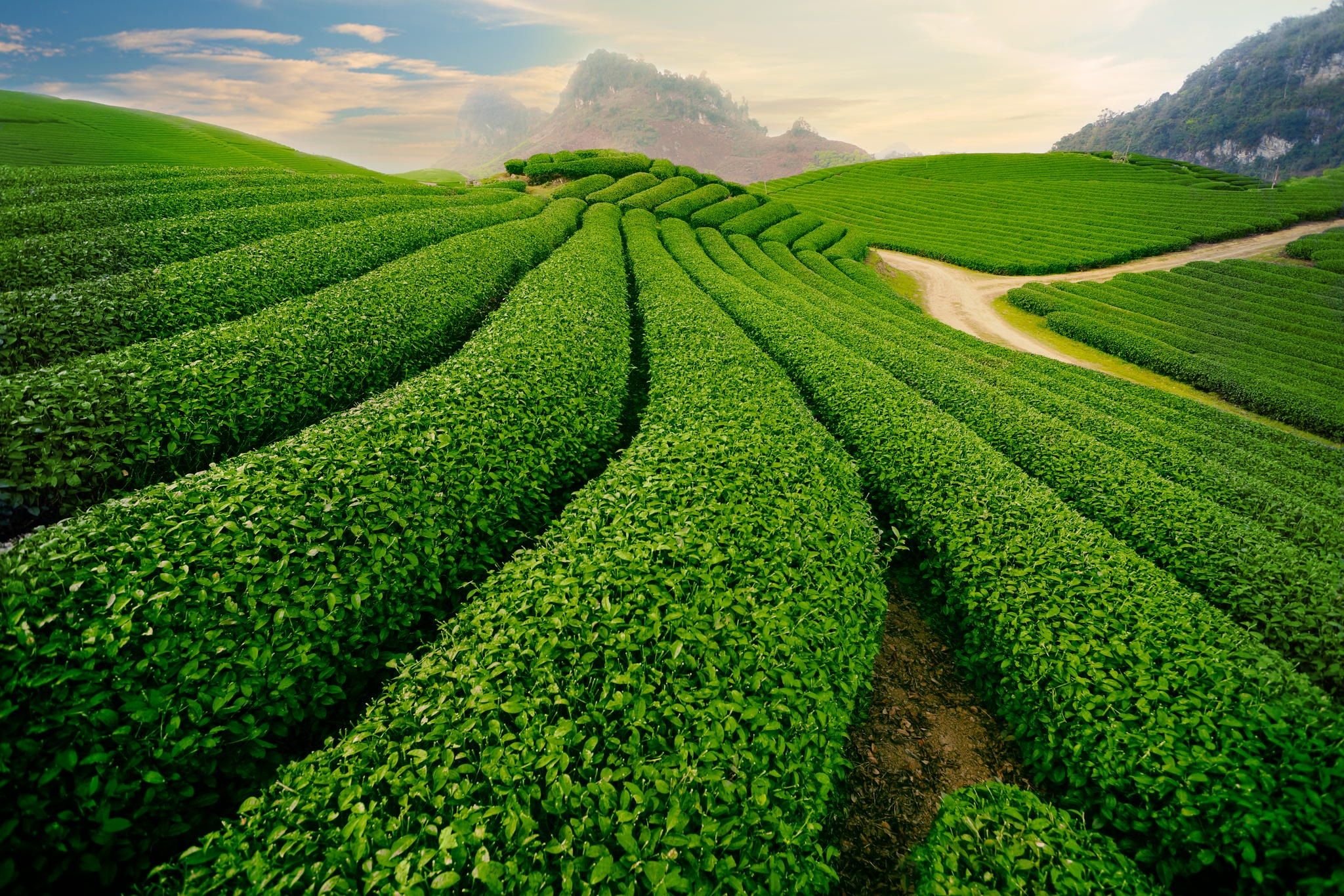 濃厚でロマンチックなお茶の味