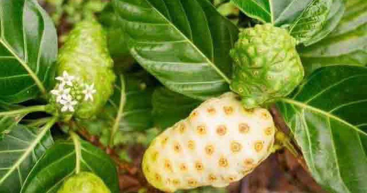 4 bienfaits du fruit noni pour la santé