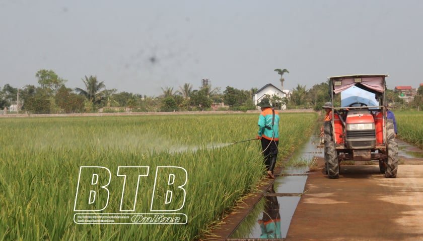 Protecting late season rice