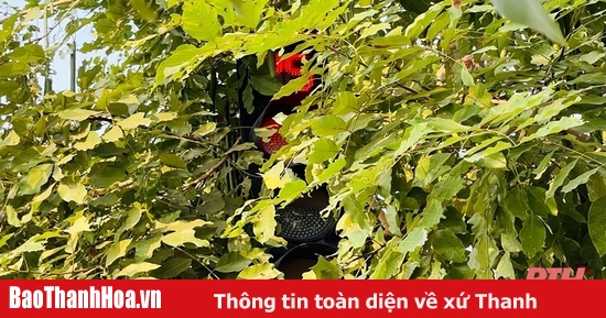 Algunos semáforos en la ciudad de Thanh Hoa están obstruidos a la vista.