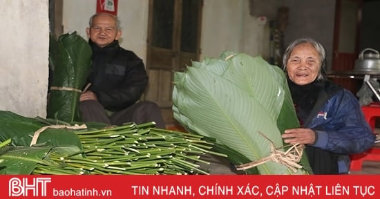 Làng lá dong nơi bãi bồi sông Ngàn Phố vào vụ tết