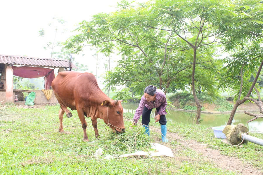 Bà Lý Thị Hồng, xóm 12, xã Cù Vân, huyện Đại Từ, tỉnh Thái Nguyên được hỗ trợ bò giống theo Chương trình MTQG về giảm nghèo bền vững