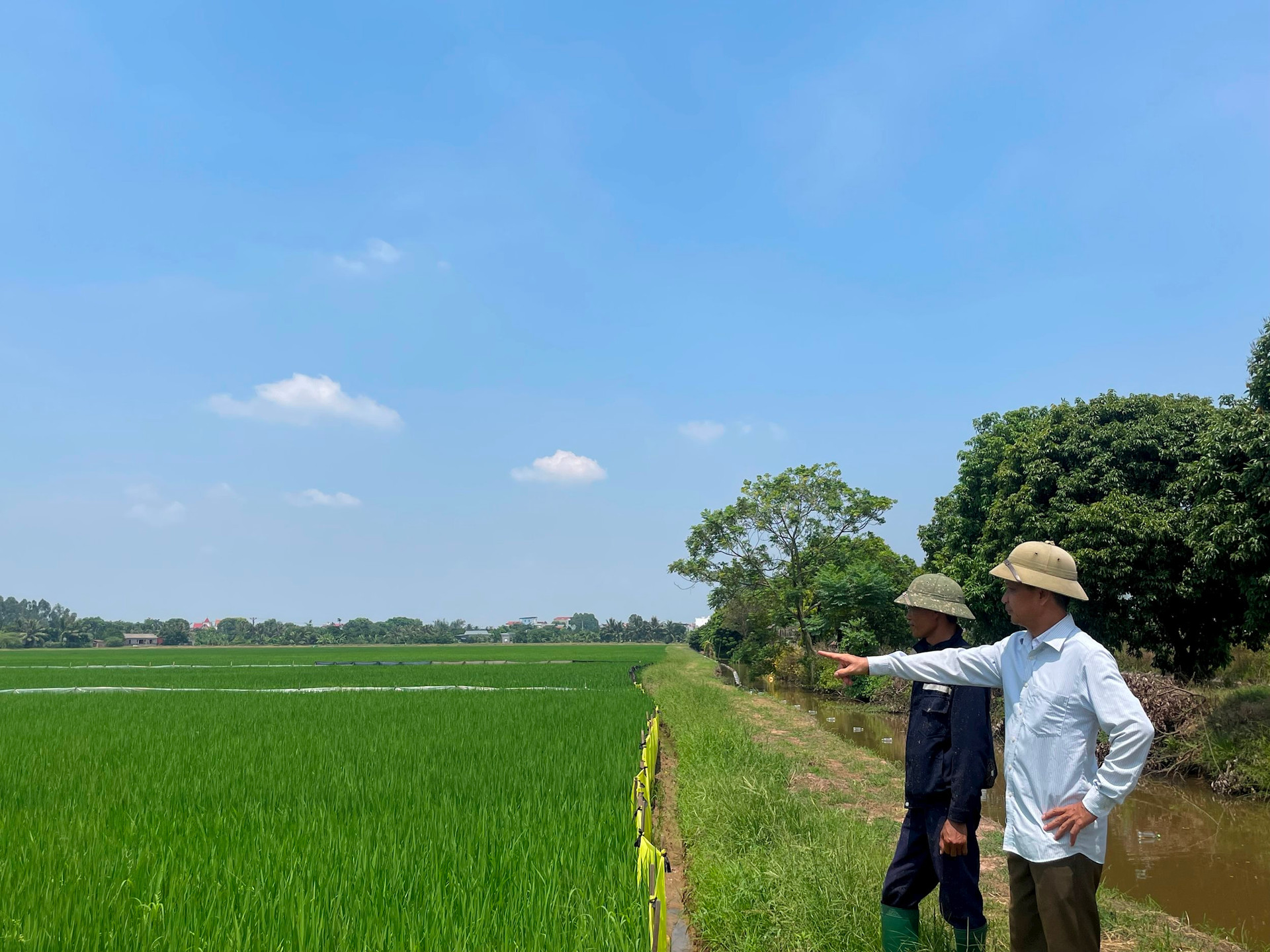 "រាជធានី" នៃវាលស្រែទ្រង់ទ្រាយធំនៅ Tu Ky