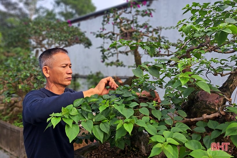 Explora el jardín de bonsáis de mil millones de dólares en Nghi Xuan