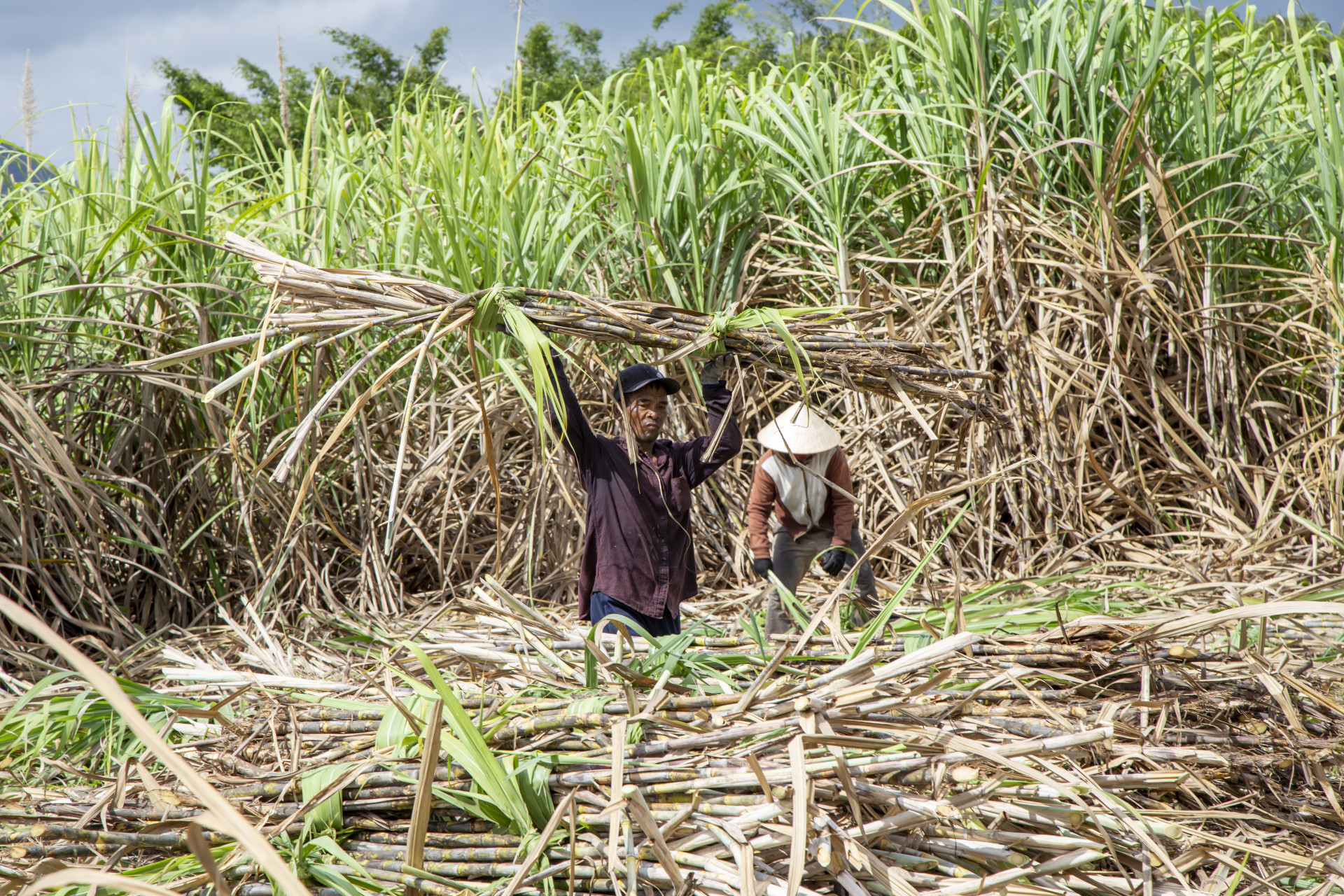 Les agriculteurs de Ninh Hoa récoltent la canne à sucre pour la campagne 2023-2024