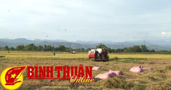 Winter-spring rice harvested later for increased yield