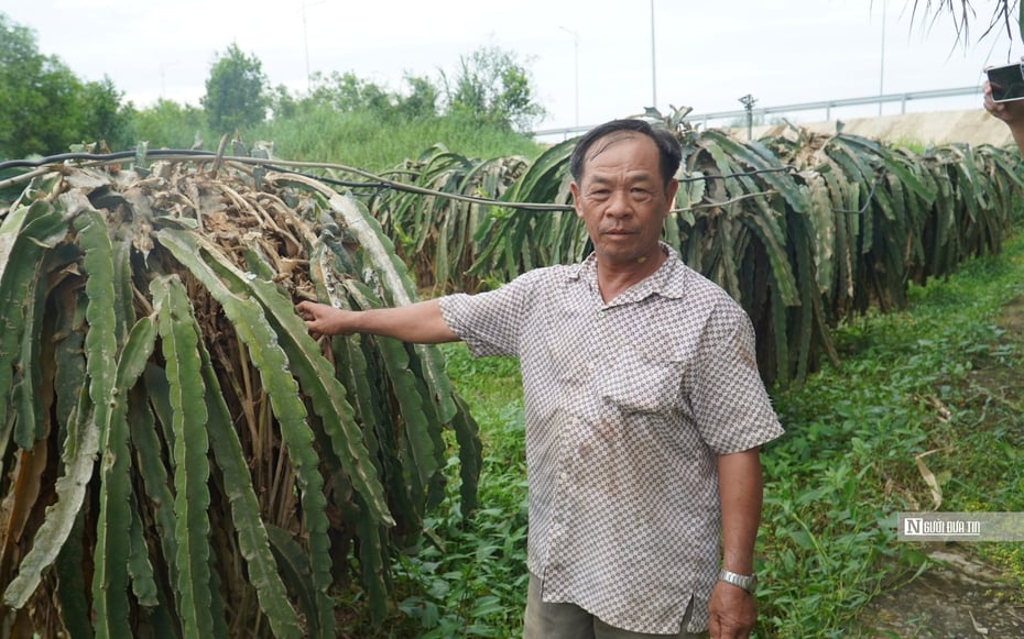 Bình Thuận: Người dân trồng thanh long mong chờ kinh phí hỗ trợ