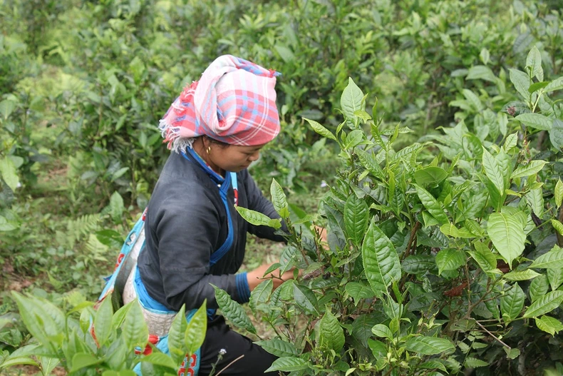 Lao Cai continues to make comprehensive efforts to overcome difficulties photo 2