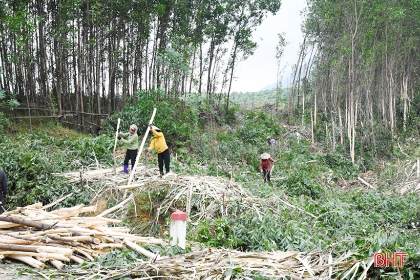 Cho những cánh rừng Hà Tĩnh thêm xanh