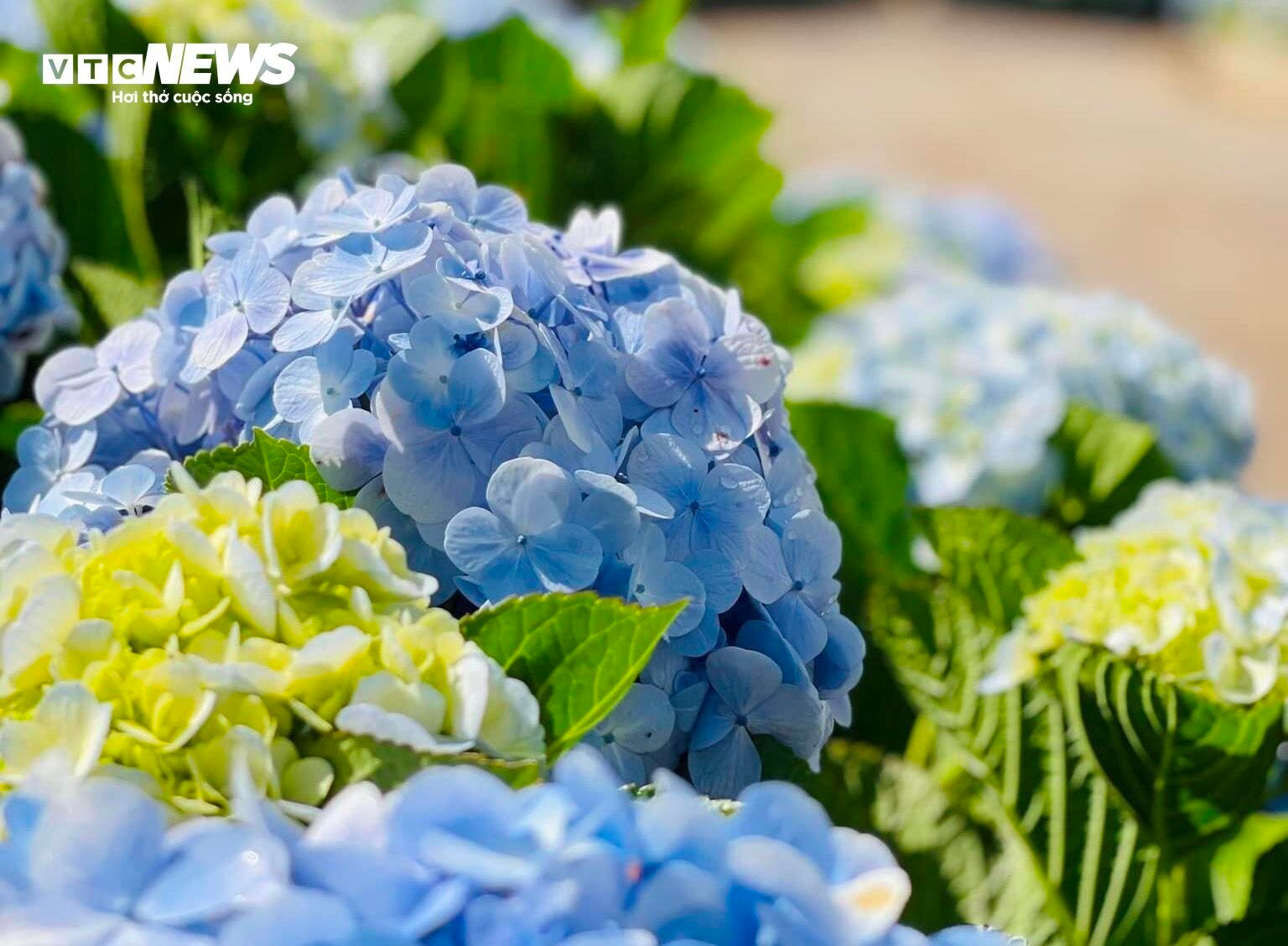 Fascinado por el campo de hortensias de 3.000 m2 en Da Lat, tan hermoso como un cuento de hadas - 5