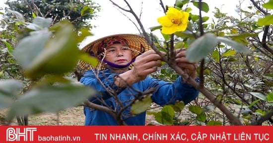 Pueblo de albaricoques amarillos en Ha Tinh durante la temporada del Tet, el más caro es de 30 millones de VND por árbol.