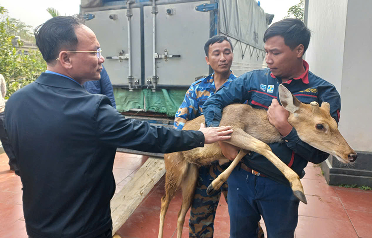 ប្រគល់​សត្វ​ក្តាន់​ប្រទះ​ឃើញ​ស្រមោច​វល្លិ៍ ជួយ​គ្រួសារ​រួច​ផុត​ពី​ភាព​ក្រីក្រ