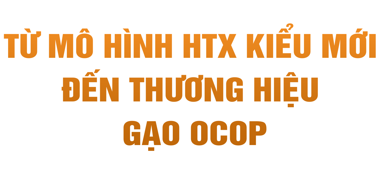 Chuyện lão nông ở Hà Tĩnh xây dựng thương hiệu gạo OCOP