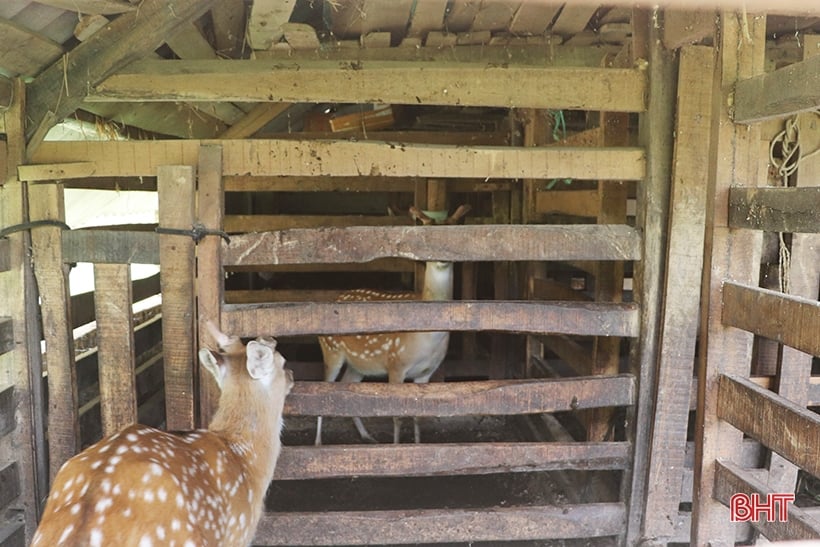 People in the mountainous area of ​​Vu Quang worry about keeping their livestock warm.