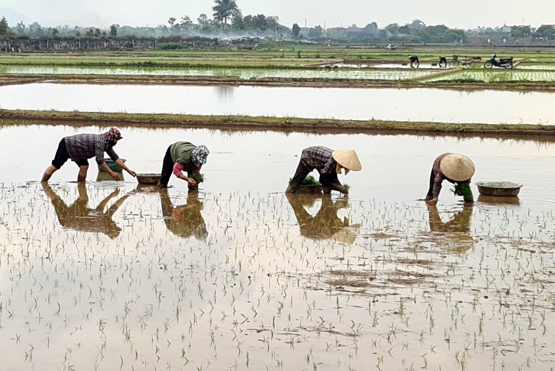 Hai Duong sème du riz en début de saison pour éviter les conditions climatiques extrêmes