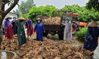 ខេត្ត Quang Binh៖ ក្រោយ​ទឹក​ជំនន់ សត្វ​មាន់​ចំនួន ៦០០០ ក្បាល​នៅសល់​តែ​ប៉ុន្មាន​ក្បាល​ប៉ុណ្ណោះ​ដែល​កំពុង​តែ​ដកដង្ហើម​។