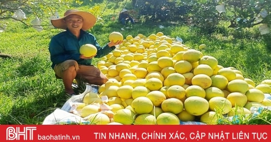 Đặc sản bưởi Phúc Trạch xuống phố