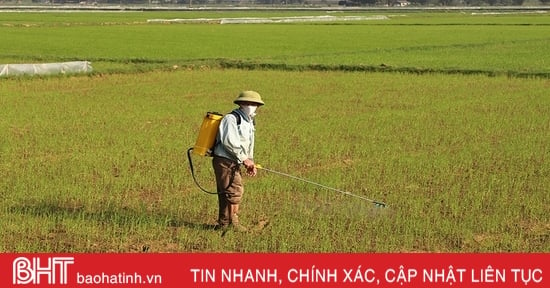 Tùy tiện sử dụng thuốc bảo vệ thực vật sẽ gây nhiều hệ lụy