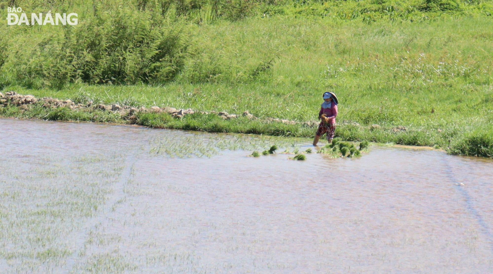 Les agriculteurs replantent du riz dans des champs où de grandes superficies de riz sont mortes. Photo : HOANG HIEP