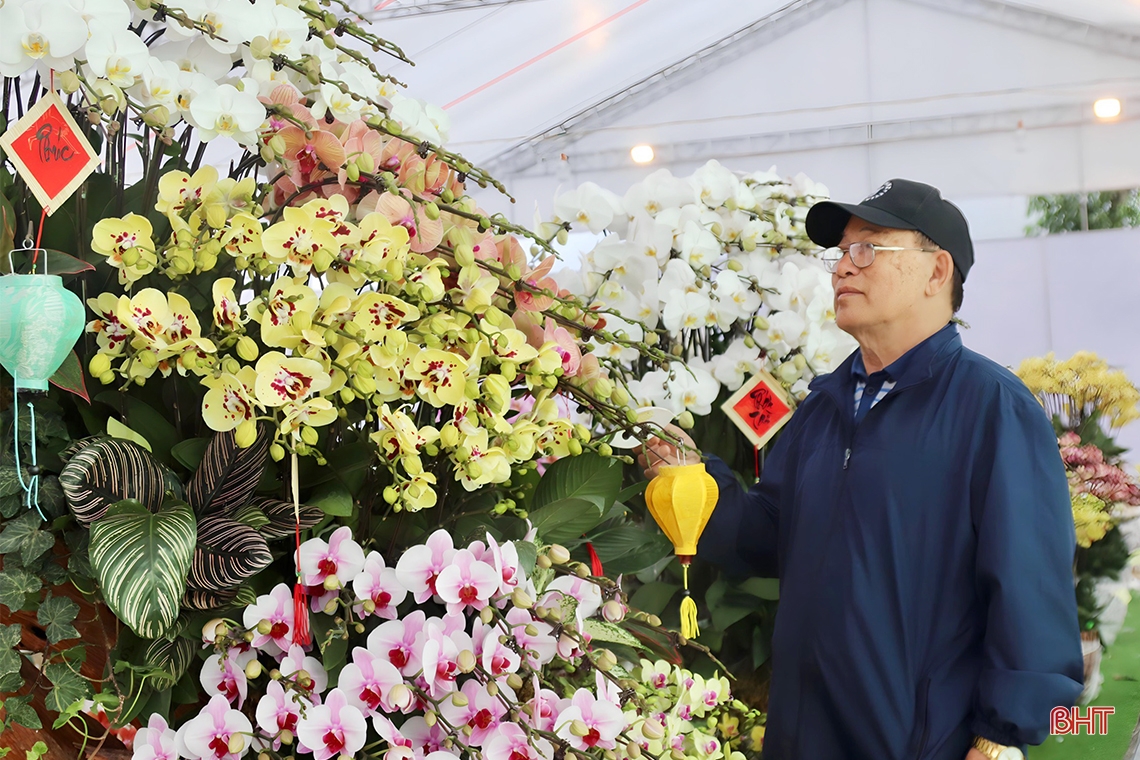 ハティン省で数億ドンの価値がある巨大な胡蝶蘭の鉢植え