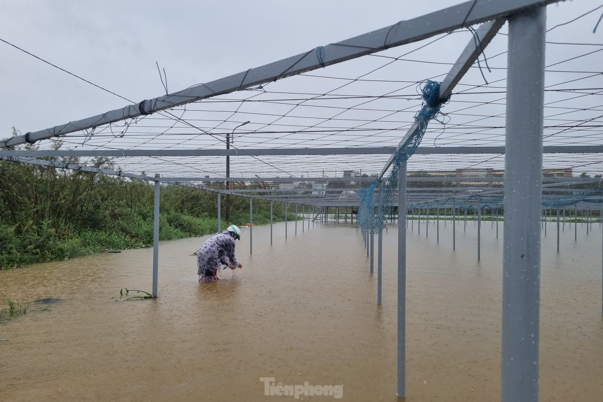 Nach anhaltendem Regen steht das größte Gemüseanbaugebiet von Da Nang unter Wasser. „Die Menschen können nicht rechtzeitig reagieren“, Foto 9