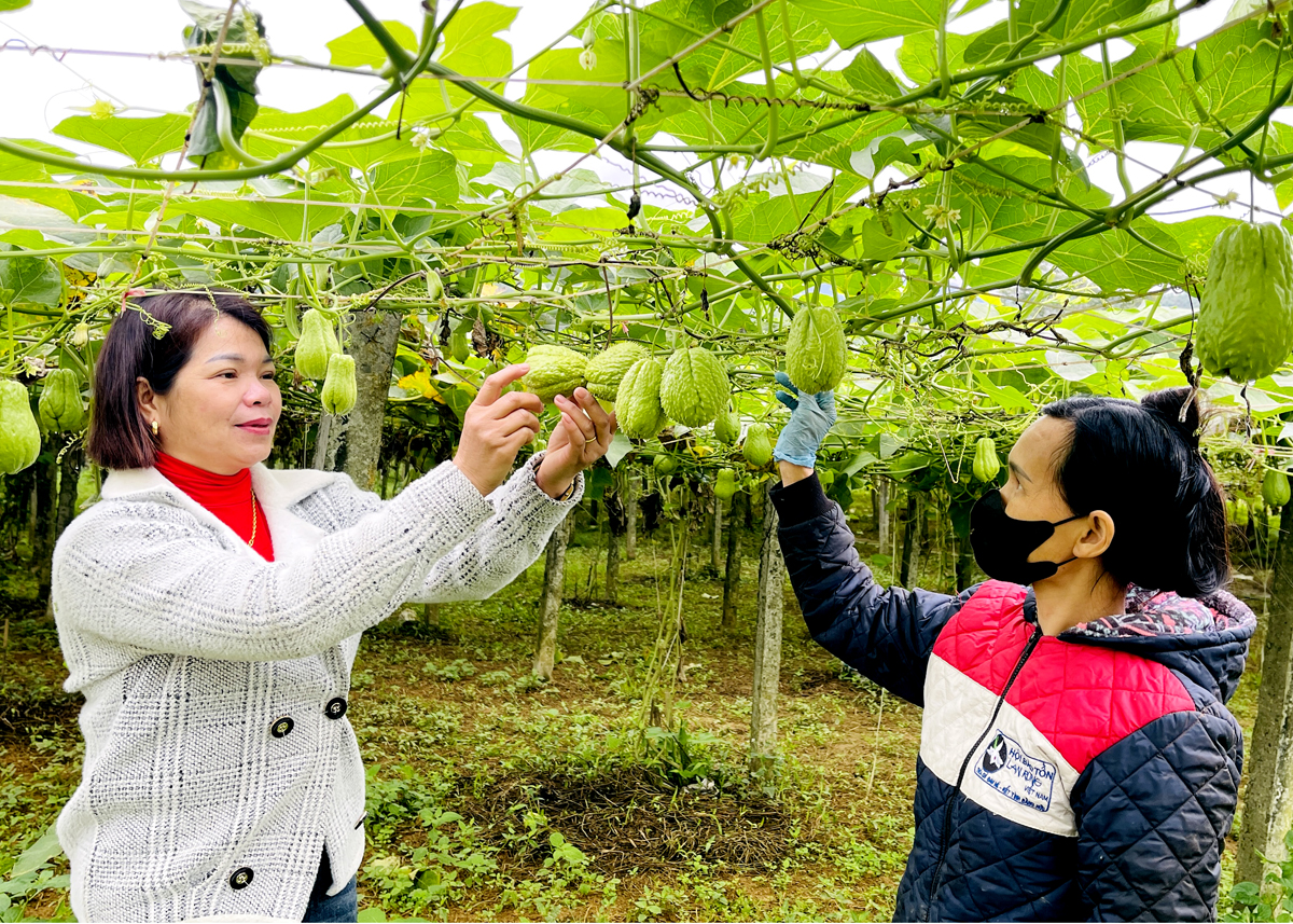 Les habitants de la ville de Viet Lam récoltent du chayote.