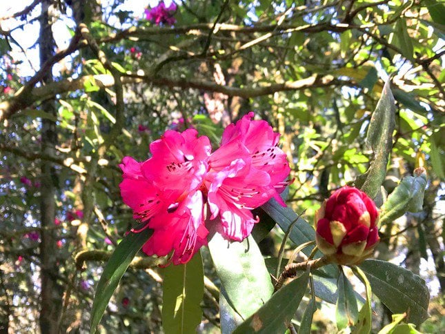 Compared to the beauty of Xi Shi, rhododendron flowers bloom in red, inviting visitors to the top of Tay Con Linh.