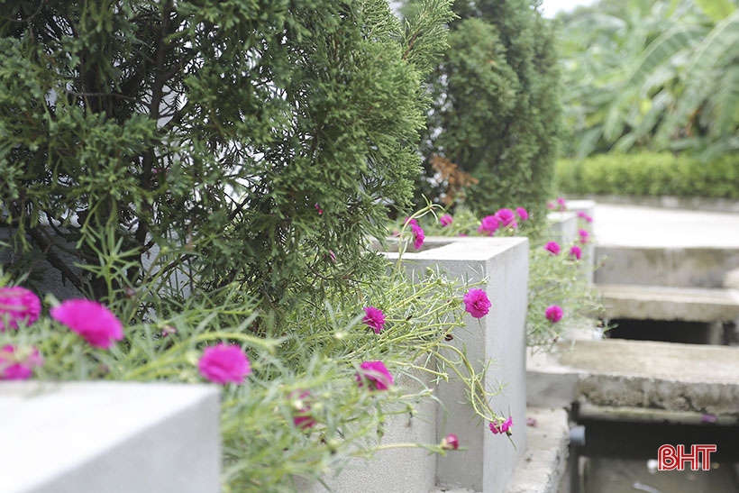 Lila Bougainvillea-Blüten blühen in der neuen ländlichen Gegend von Can Loc