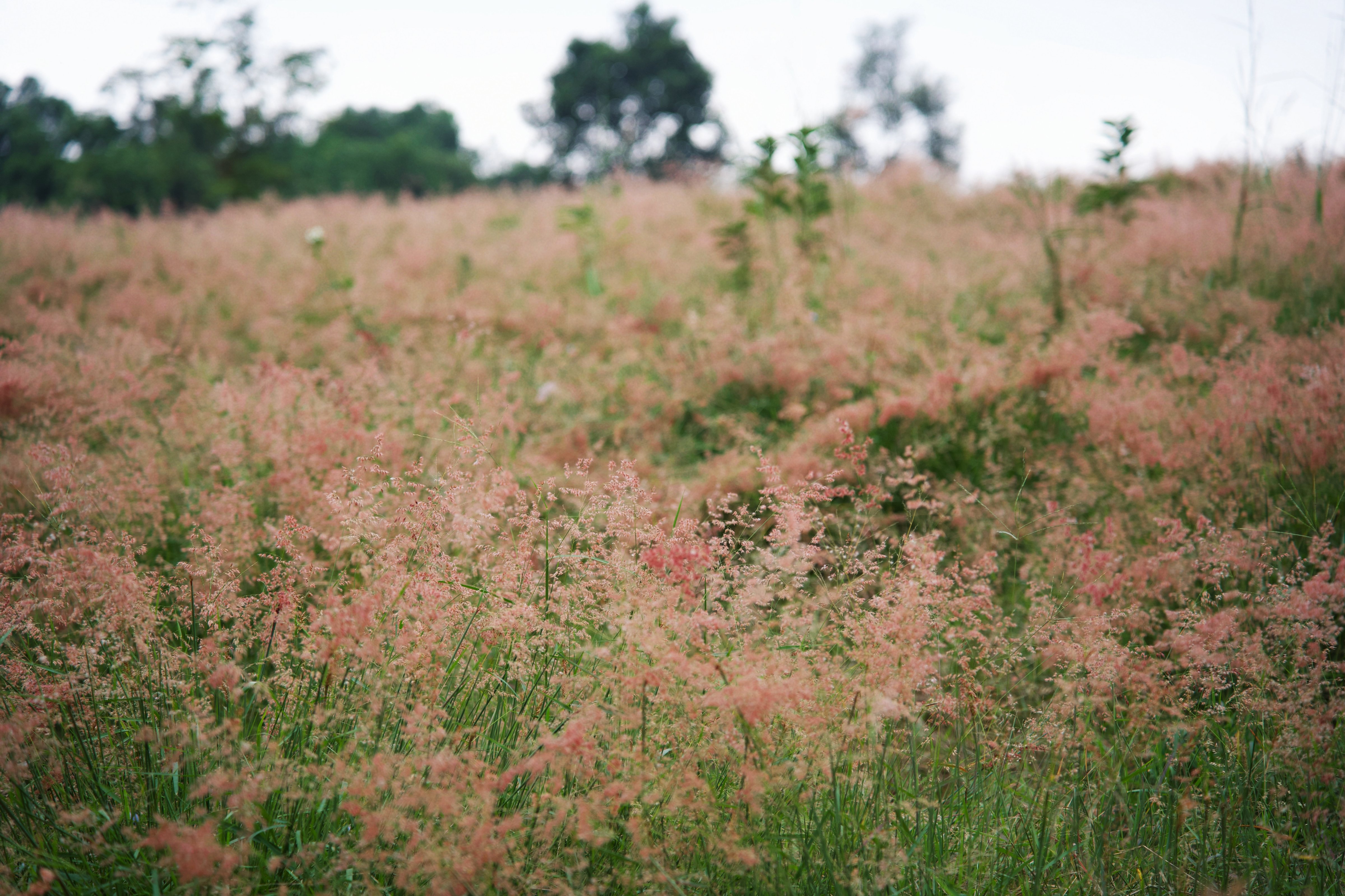 L'herbe rose a une tige fine, pousse en petits buissons, lorsqu'elle pousse pour la première fois, elle fleurit en grappes, puis fleurit uniformément et s'étale. La colline d'herbe rose est à son apogée et devrait durer encore environ un mois. La douce couleur rose sur les collines verdoyantes de Moc Chau à la fin de l'automne crée une belle scène comme une scène de film coréen.