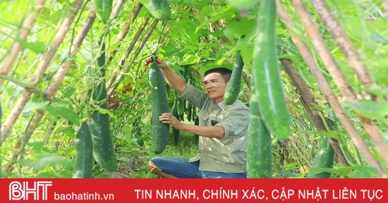 Trồng bí xanh hữu cơ trên đất đồi cho hiệu quả cao