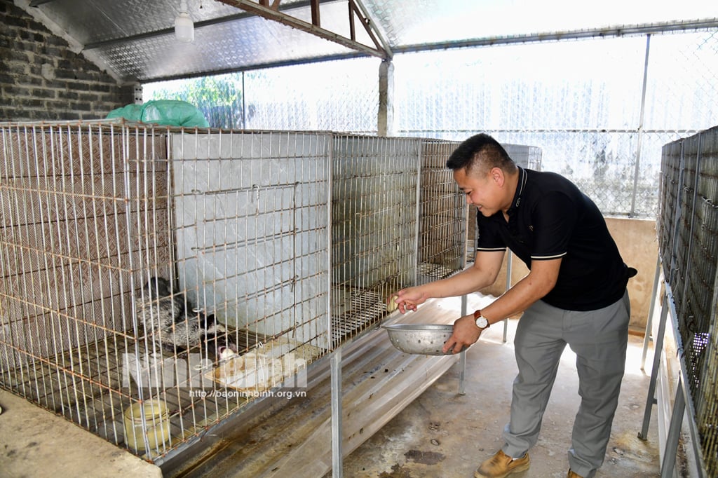 Nuôi cầy hương mô hình mới hiệu quả cao