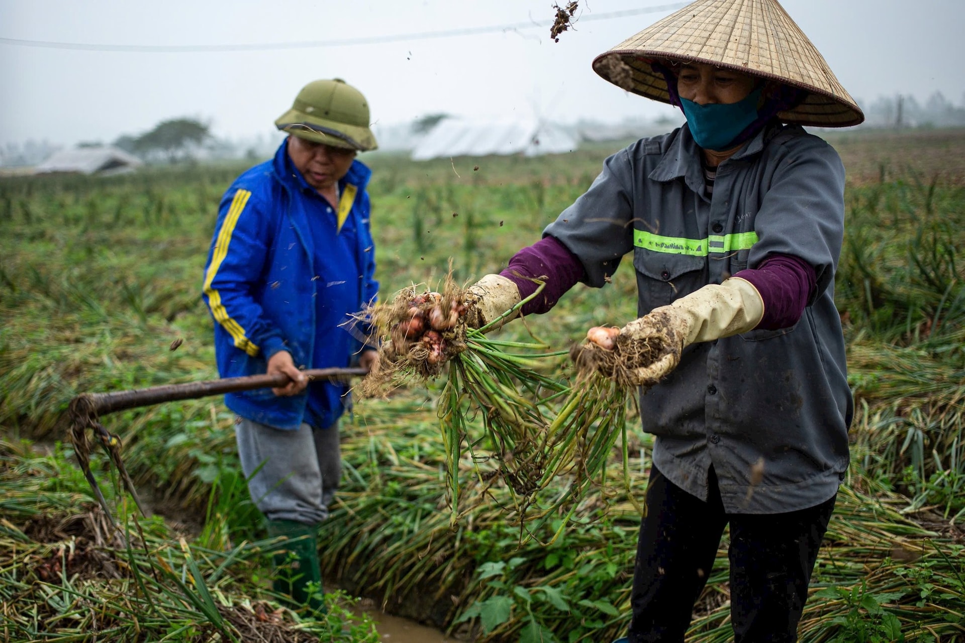 Nông dân Hải Dương gieo trồng vụ đông nhanh hơn năm ngoái