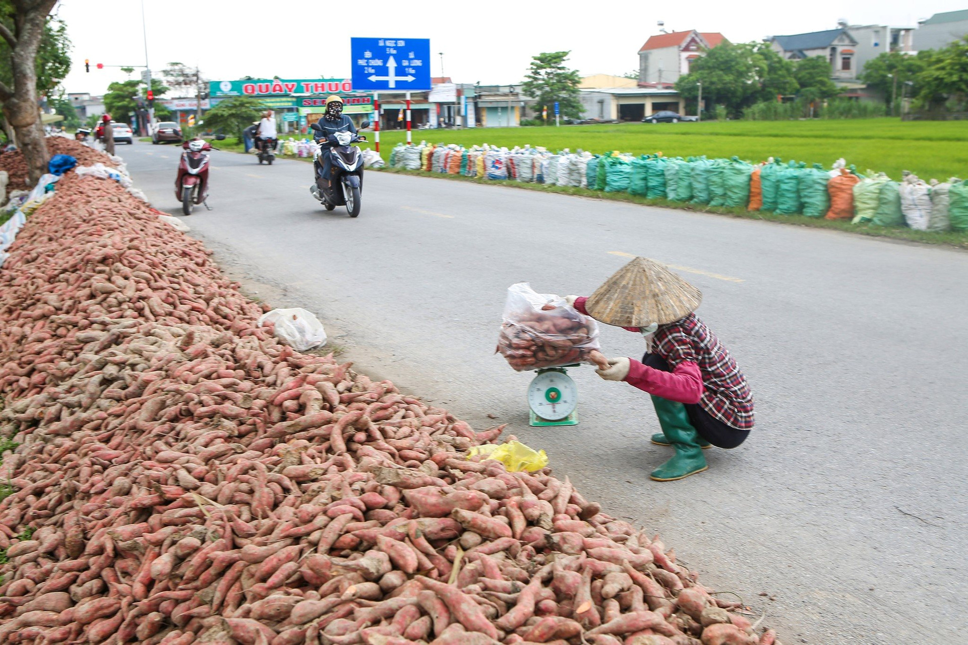 Khoảng 40 tấn khoai lang của một nông dân ở Gia Lộc đang chất đống ven đường chờ "giải cứu"