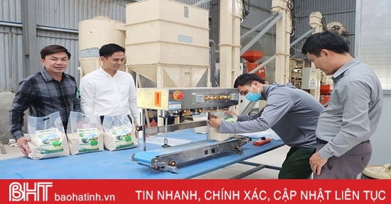 Tạo đà xây dựng thương hiệu “Gạo hữu cơ Cẩm Xuyên ST25”