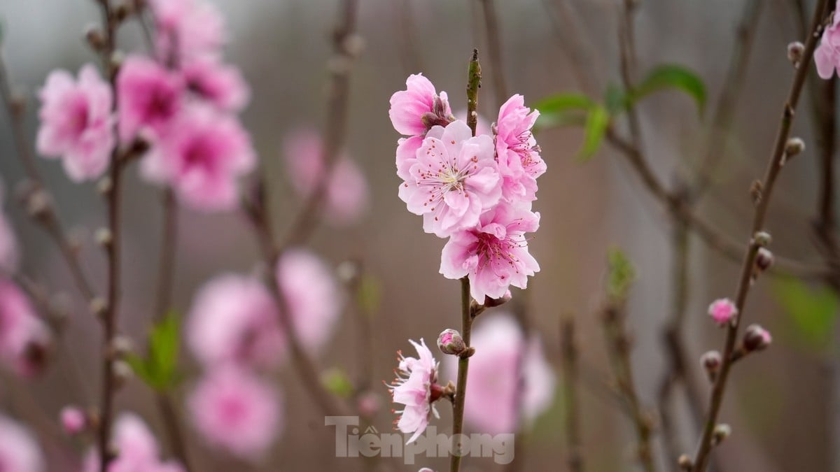 Hanoi: Las flores de durazno de Nhat Tan aumentan drásticamente de precio, incluso con millones de dongs, todavía es difícil comprarlas. Foto 13